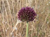 Allium atroviolaceum