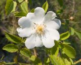 Rosa canina. Цветок. Краснодарский край, Крымский р-н, окр. станицы Неберджаевская, дно заброшенного карьера, на обломках мергеля. 06.06.2025.