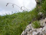 Silene saxatilis