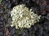 Allocetraria madreporiformis. Таллом на растительном детрите с фрагментами Sibbaldia tetrandra. Казахстан, Тянь-Шань, Заилийский Алатау, водораздельная гряда между дол. рек Музбель и Малая Алматинка, выс. ок. 3400 м н.у.м., развалы глыб и щебня гранитов. 18.07.2025.