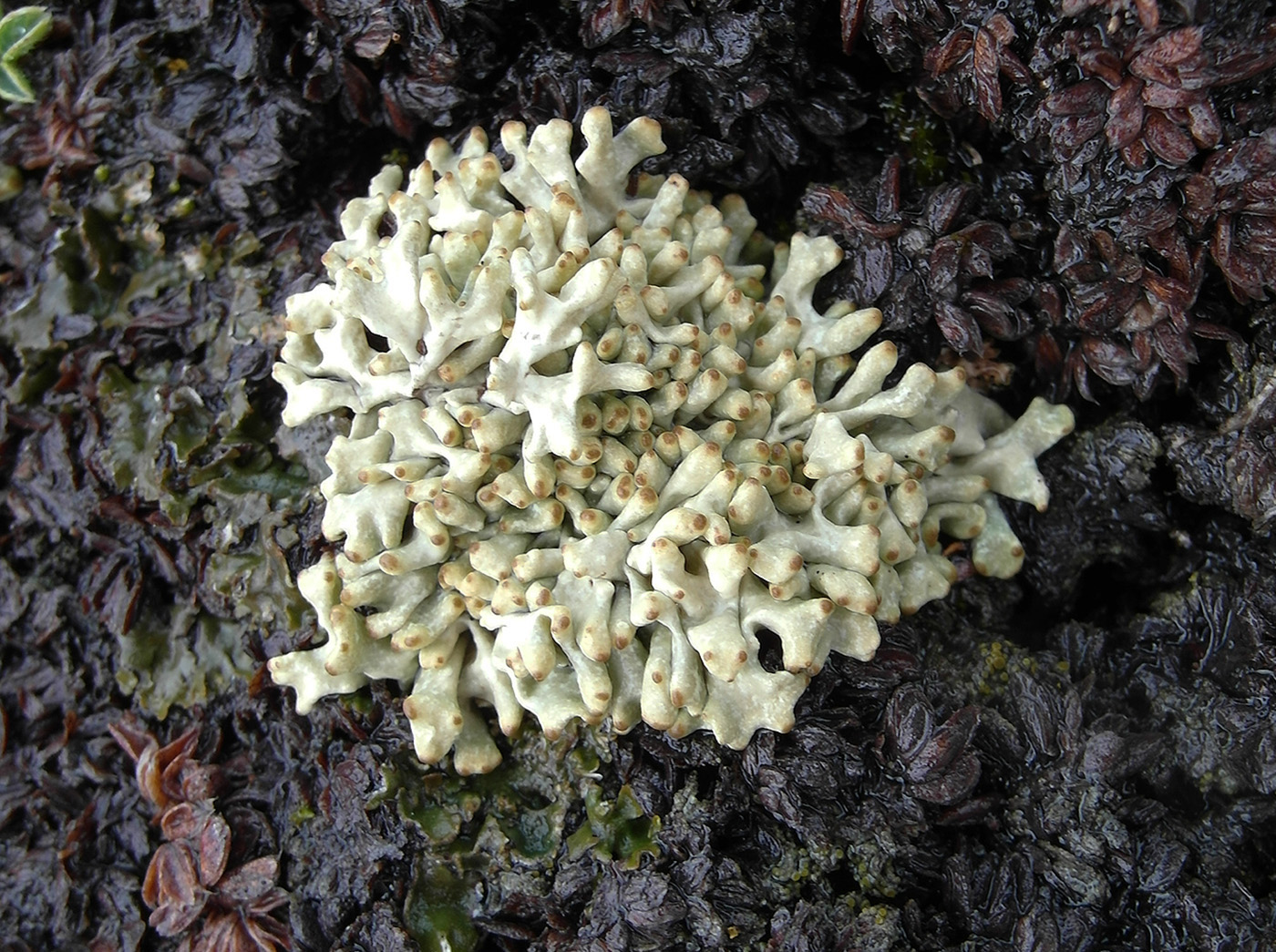 Image of Allocetraria madreporiformis specimen.