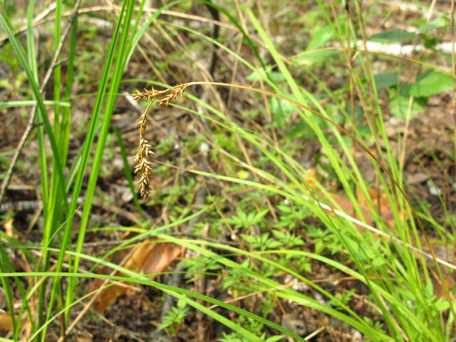 Image of Carex elongata specimen.