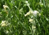 семейство Caryophyllaceae