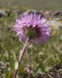 Erigeron venustus