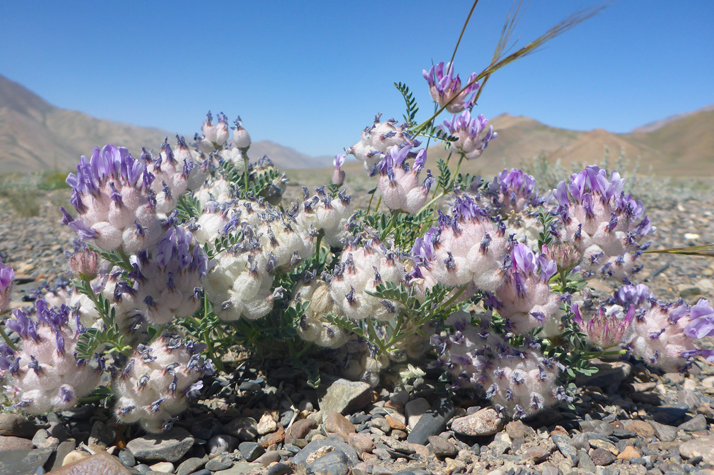 Изображение особи Astragalus nivalis.