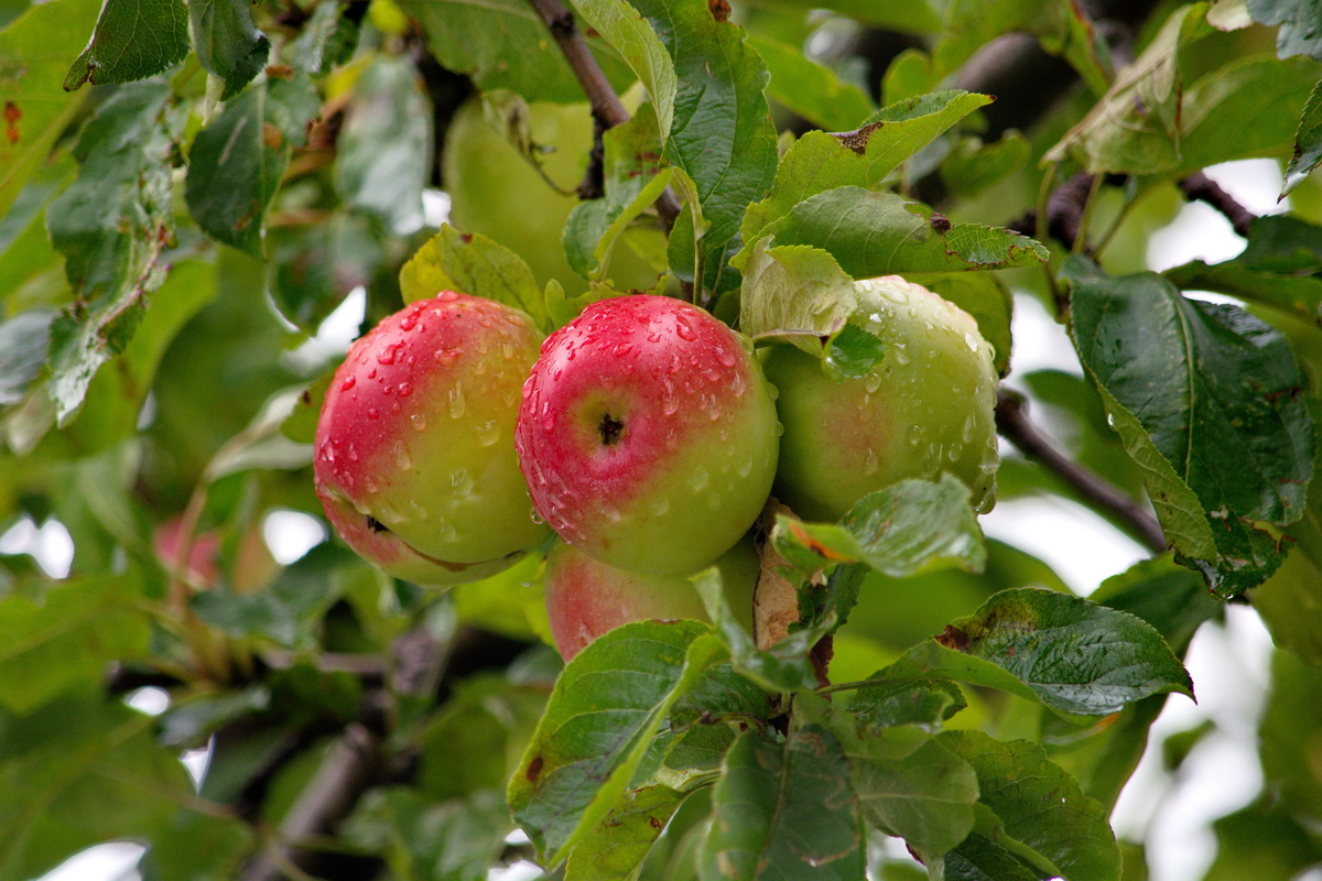 Image of Malus domestica specimen.