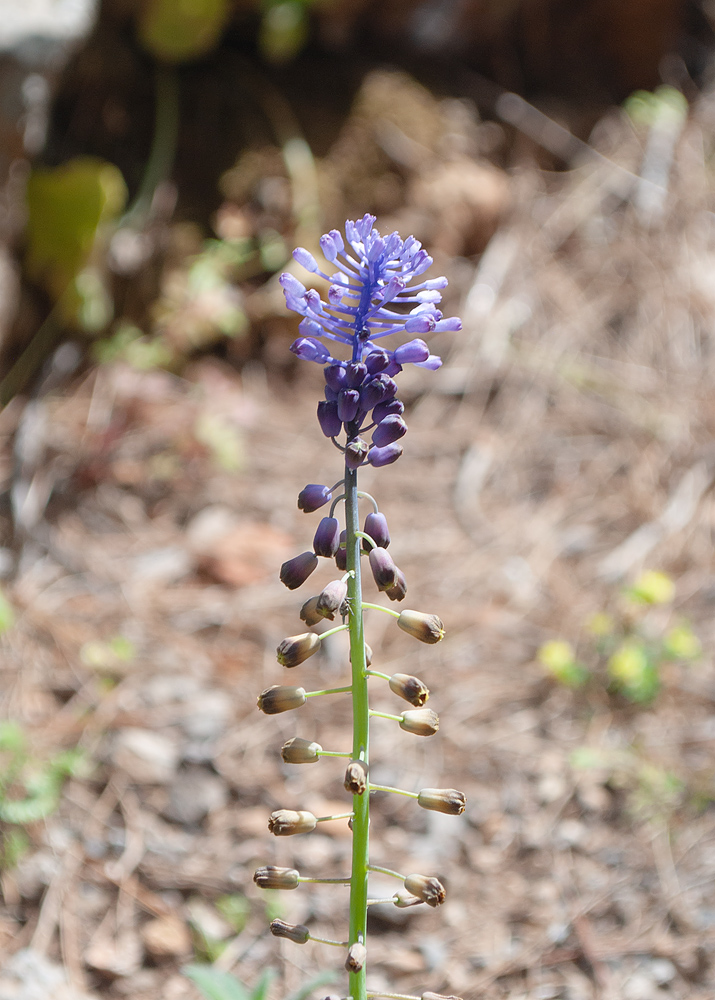 Изображение особи Leopoldia comosa.