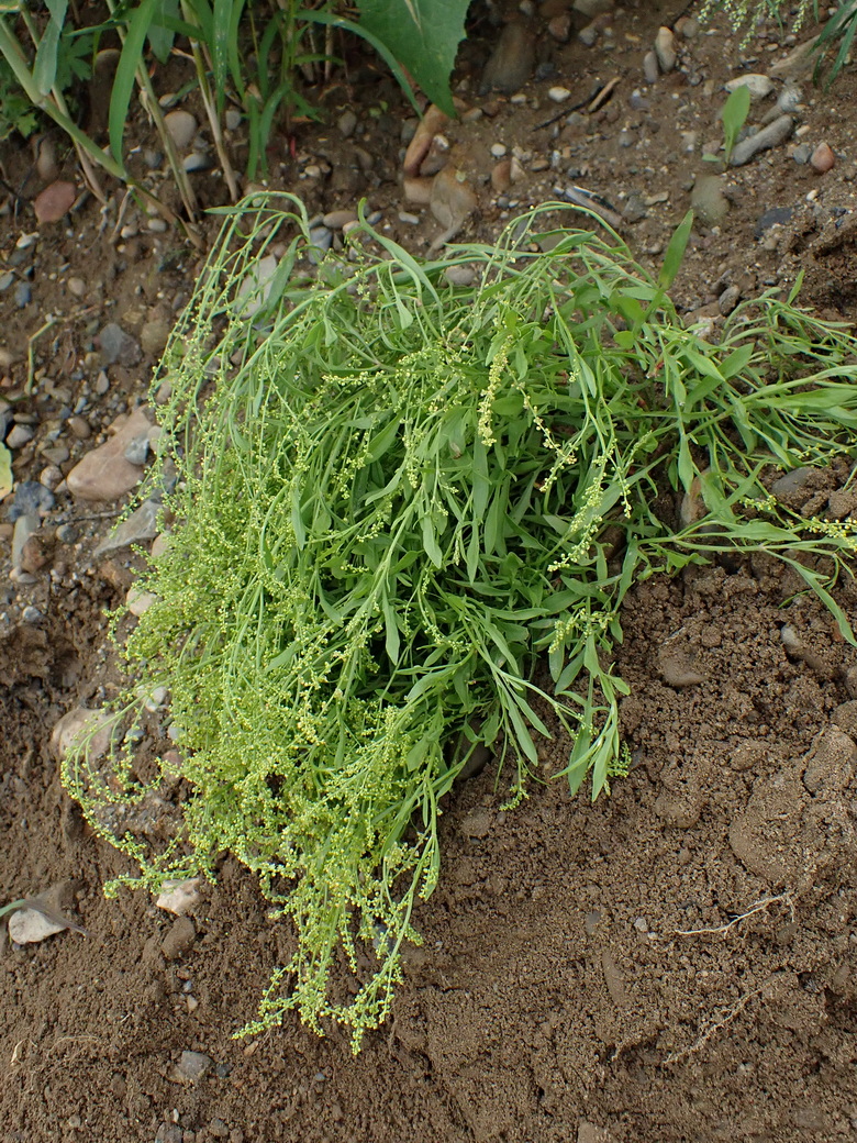 Изображение особи Rumex acetosella.