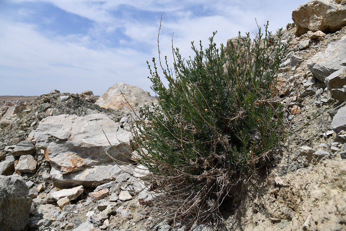 Изображение особи Niedzwedzkia semiretschenskia.