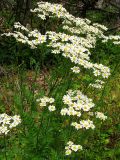Pyrethrum corymbosum