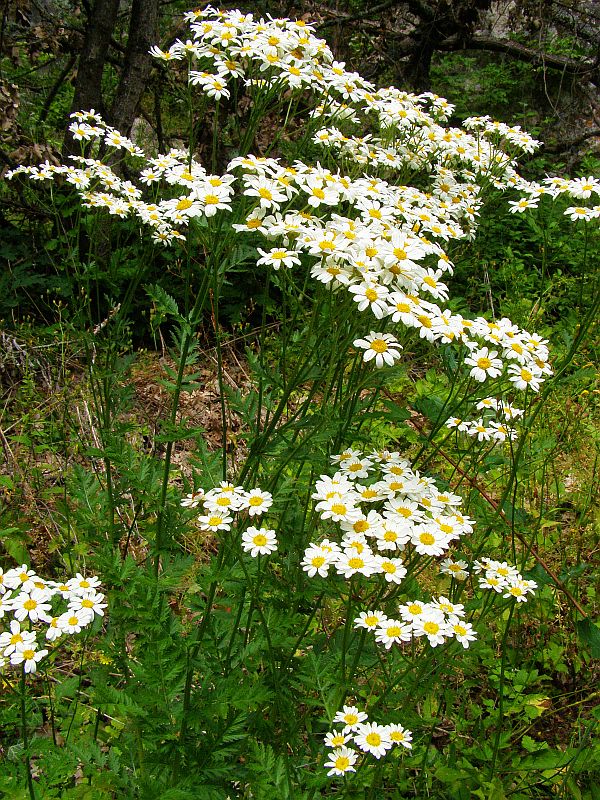 Image of Pyrethrum corymbosum specimen.