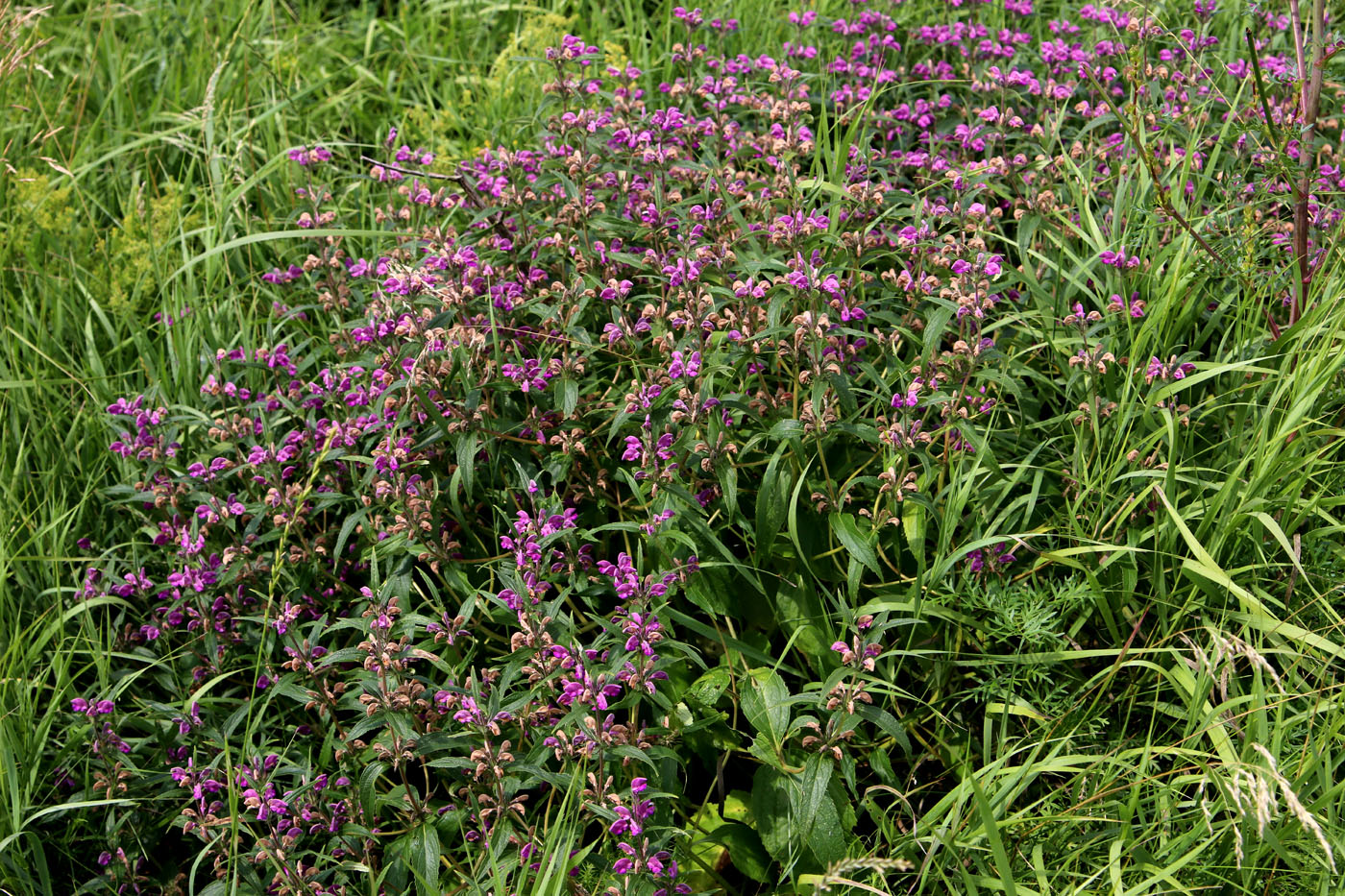 Image of Phlomis pungens specimen.