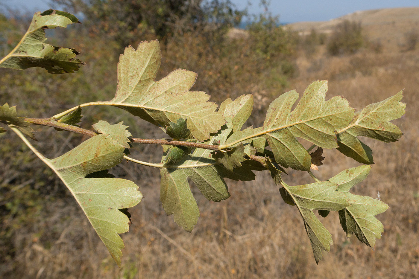 Изображение особи Crataegus taurica.