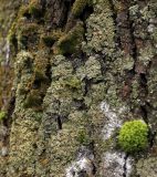 Physconia enteroxantha. Талломы на коре Tilia cordata. Тульская обл., окр. пос. Дубна, опушка лиственного леса Просек. 04.12.2025.