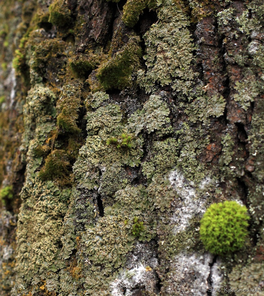 Image of Physconia enteroxantha specimen.
