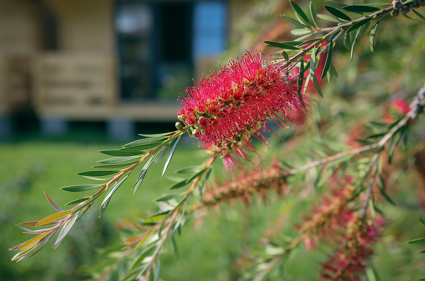 Image of genus Callistemon specimen.