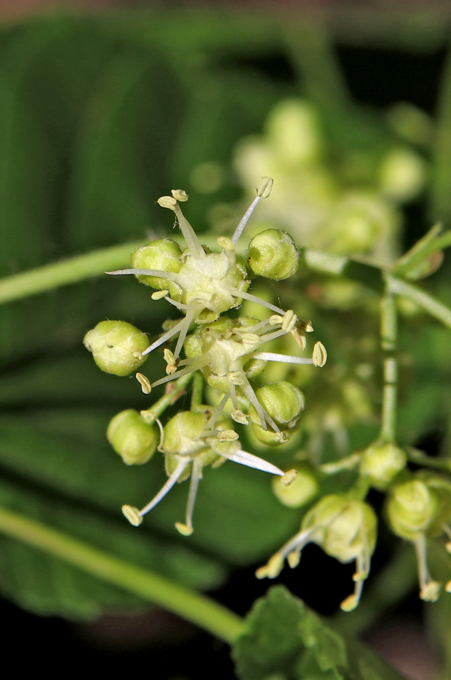 Изображение особи Acer tataricum.