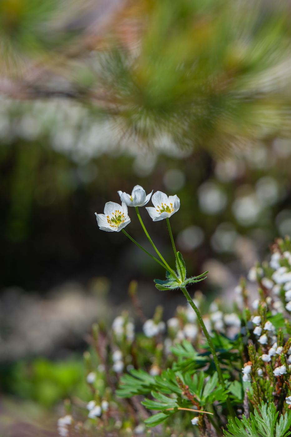Изображение особи Anemonastrum brevipedunculatum.
