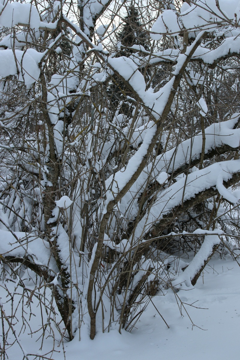Image of Syringa &times; henryi specimen.