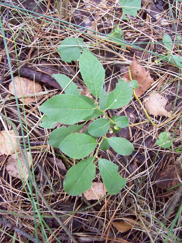 Image of Salix caprea specimen.