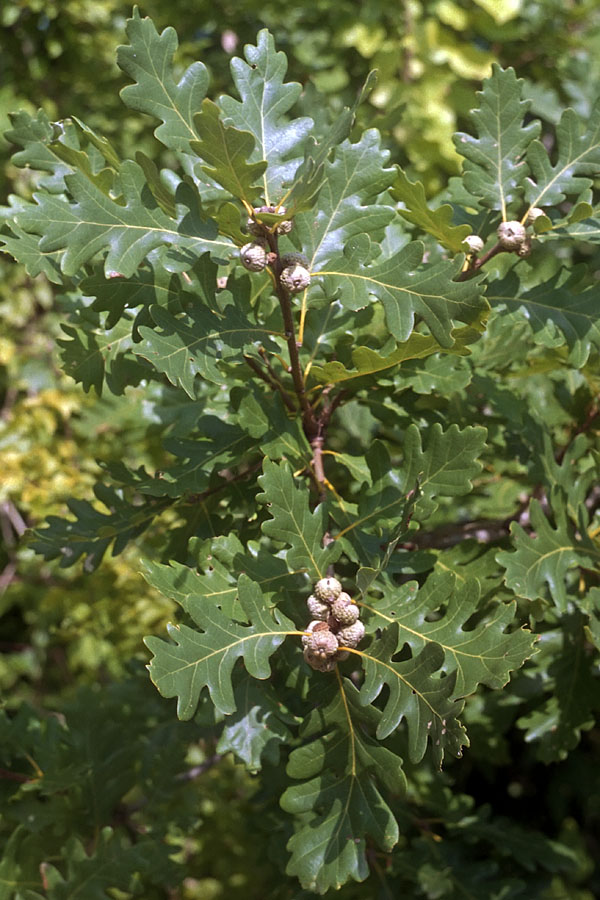 Изображение особи Quercus petraea.