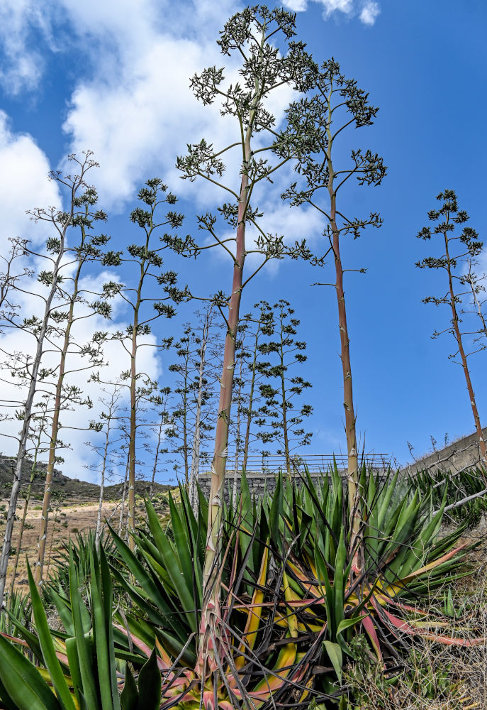 Изображение особи Agave americana.