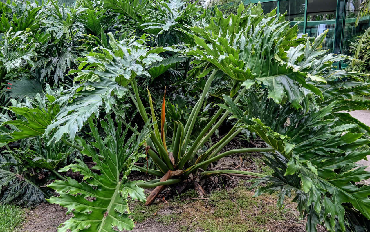 Изображение особи Philodendron bipinnatifidum.