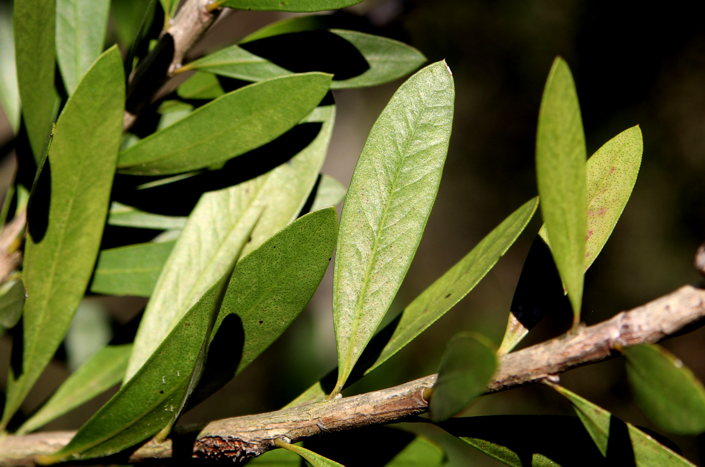 Image of Callistemon citrinus specimen.