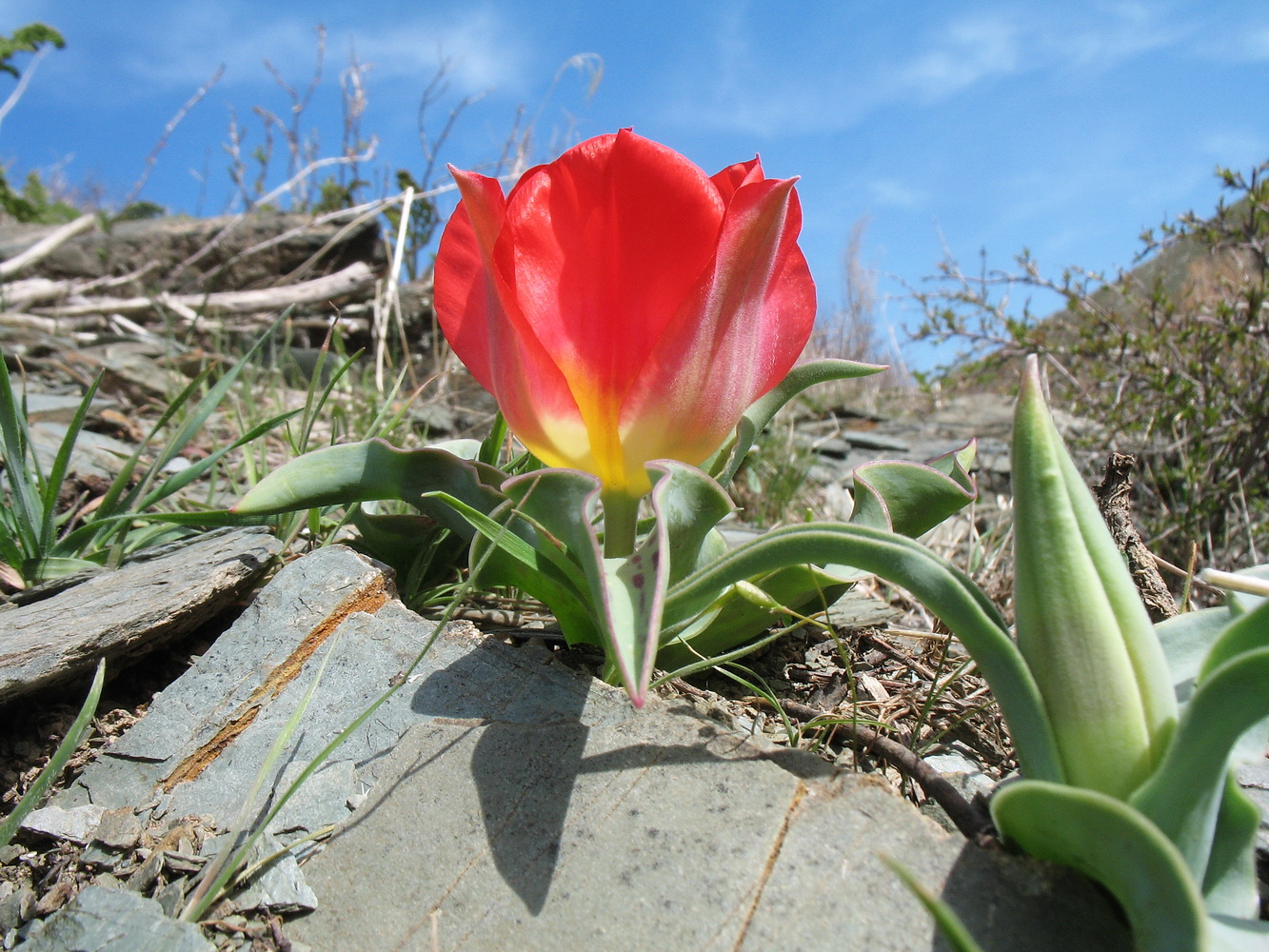 Изображение особи Tulipa greigii.