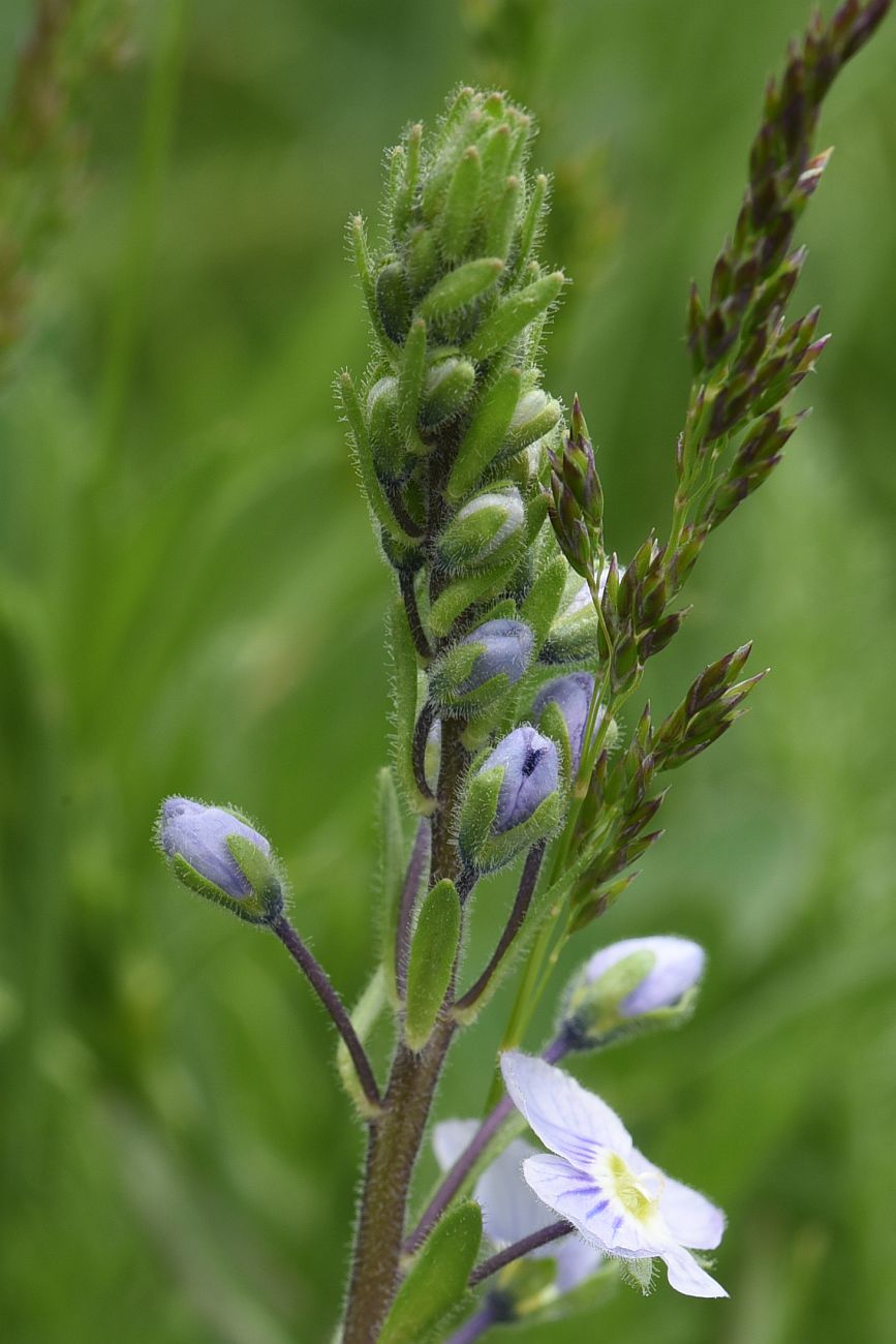 Image of genus Veronica specimen.