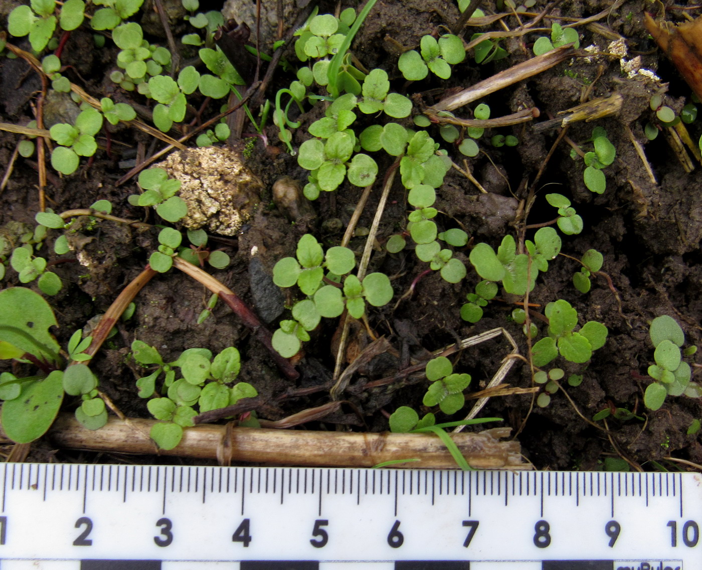 Image of Elsholtzia ciliata specimen.