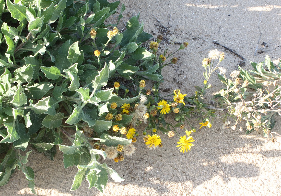 Image of Heterotheca subaxillaris specimen.