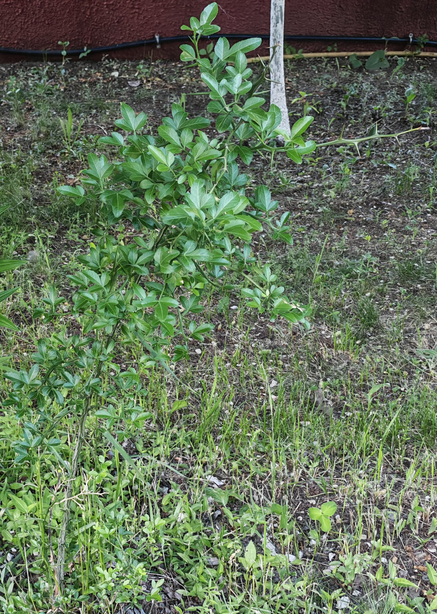 Image of Poncirus trifoliata specimen.
