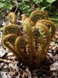 Dryopteris crassirhizoma. Разворачивающиеся вайи. Хабаровский край, г. Комсомольск-на-Амуре, дол. р. Силинка, лиственный лес. 16.05.2026.