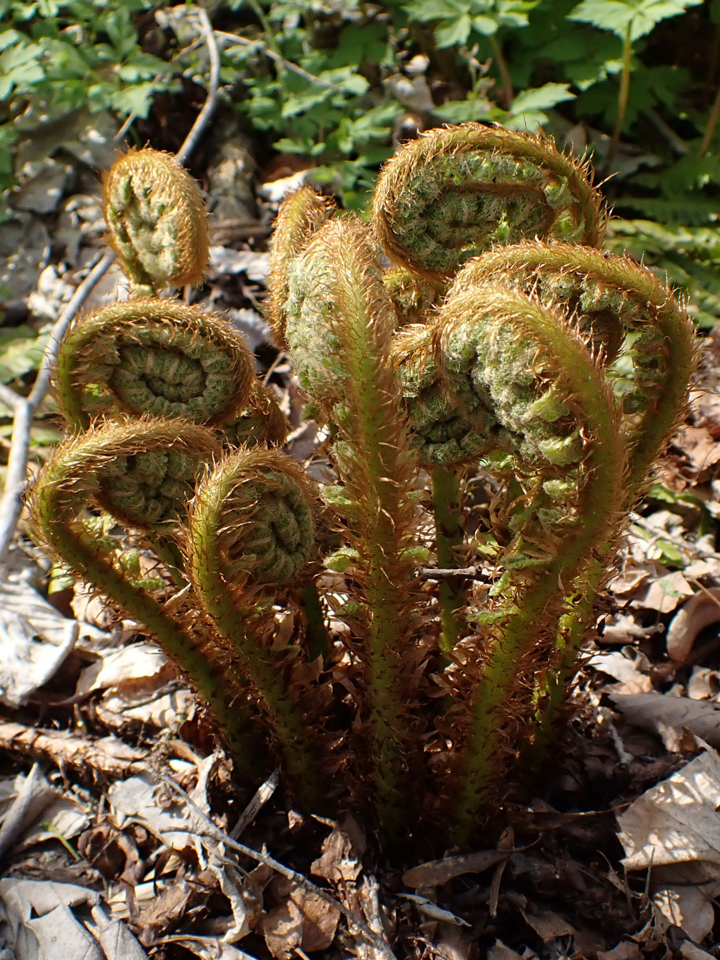 Image of Dryopteris crassirhizoma specimen.