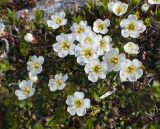 Diapensia obovata