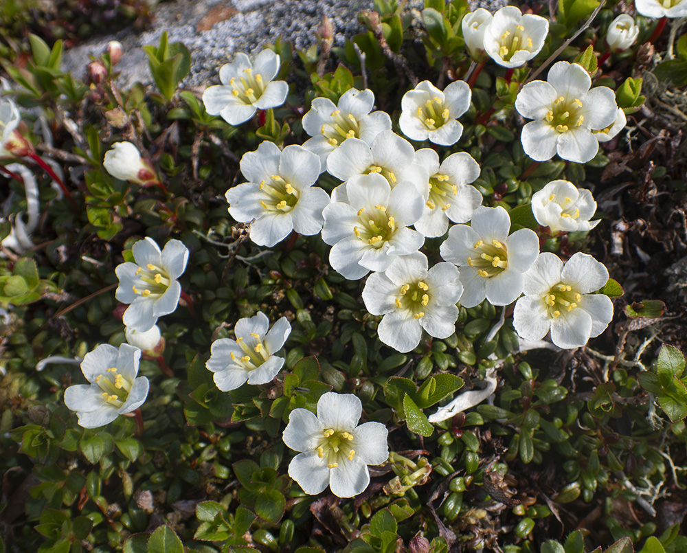 Image of Diapensia obovata specimen.