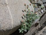 Erigeron andryaloides