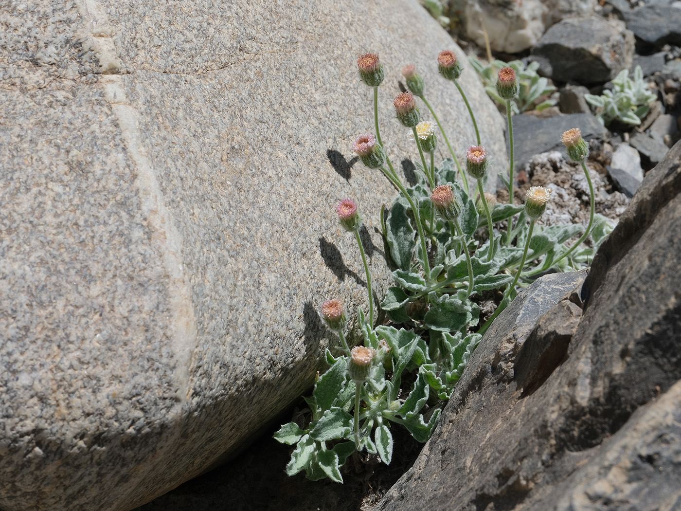 Image of Erigeron andryaloides specimen.