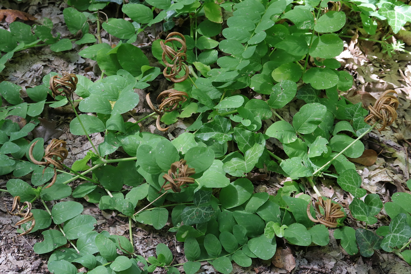 Image of Astragalus glycyphyllos specimen.