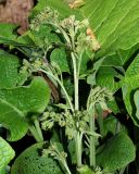 Trachystemon orientalis. Соцветие отцветшего растения. Краснодарский край, муниципальное образование город-курорт Сочи, Адлерский р-н, Кудепстинский сельский округ, окр. пос. Дубравный, Кудепстинский дендропарк, широколиственный лес. 04.07.2024.
