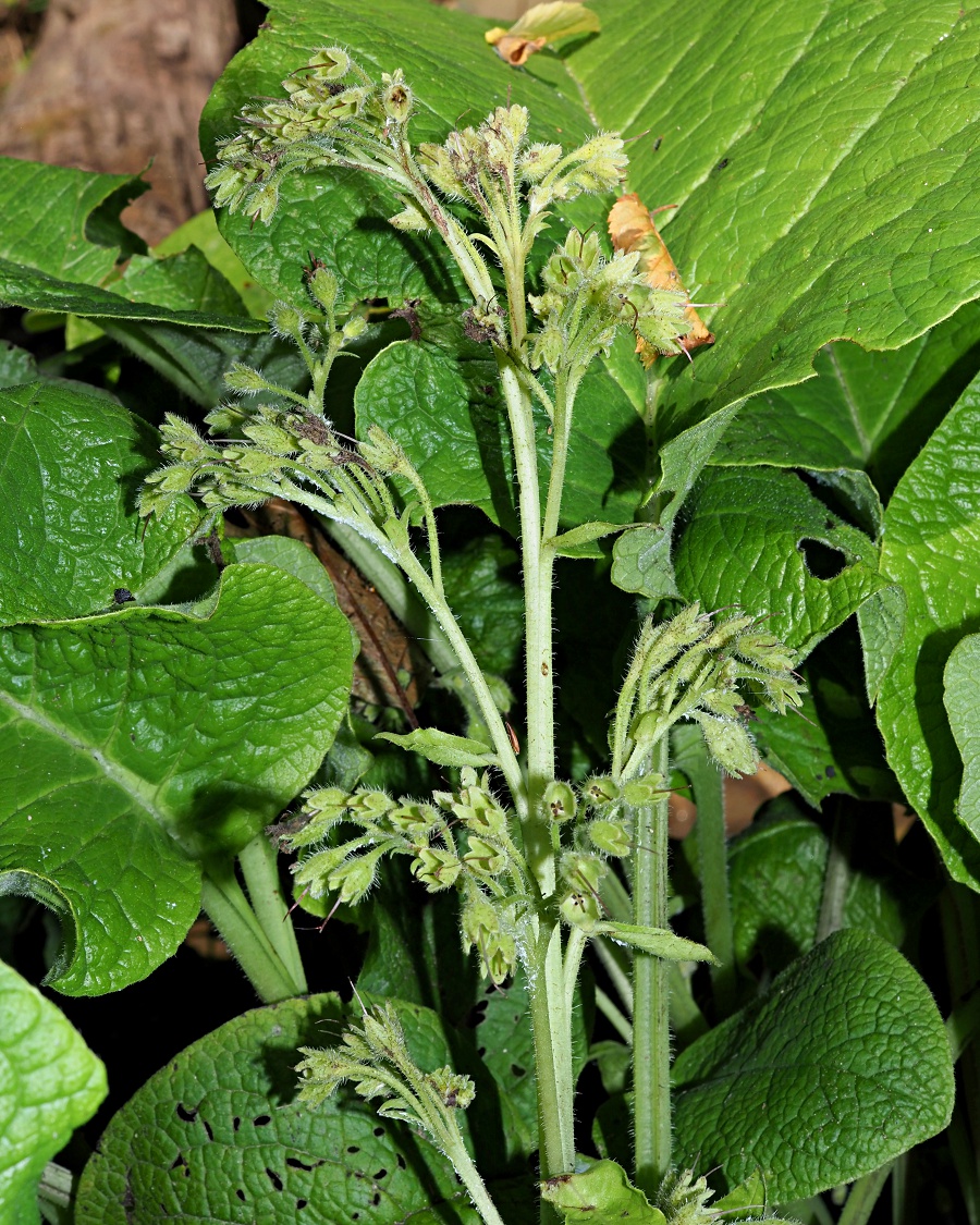 Image of Trachystemon orientalis specimen.