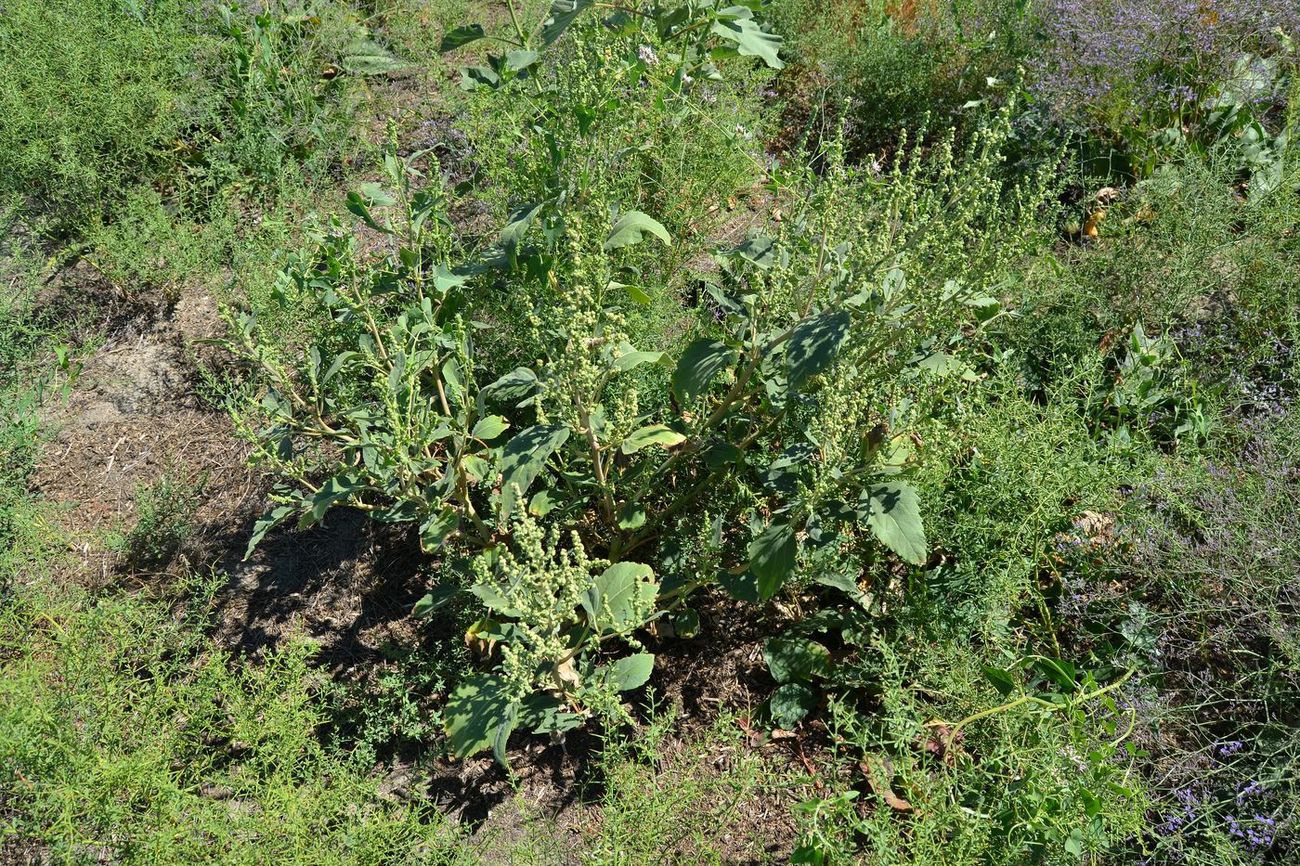 Image of Cyclachaena xanthiifolia specimen.