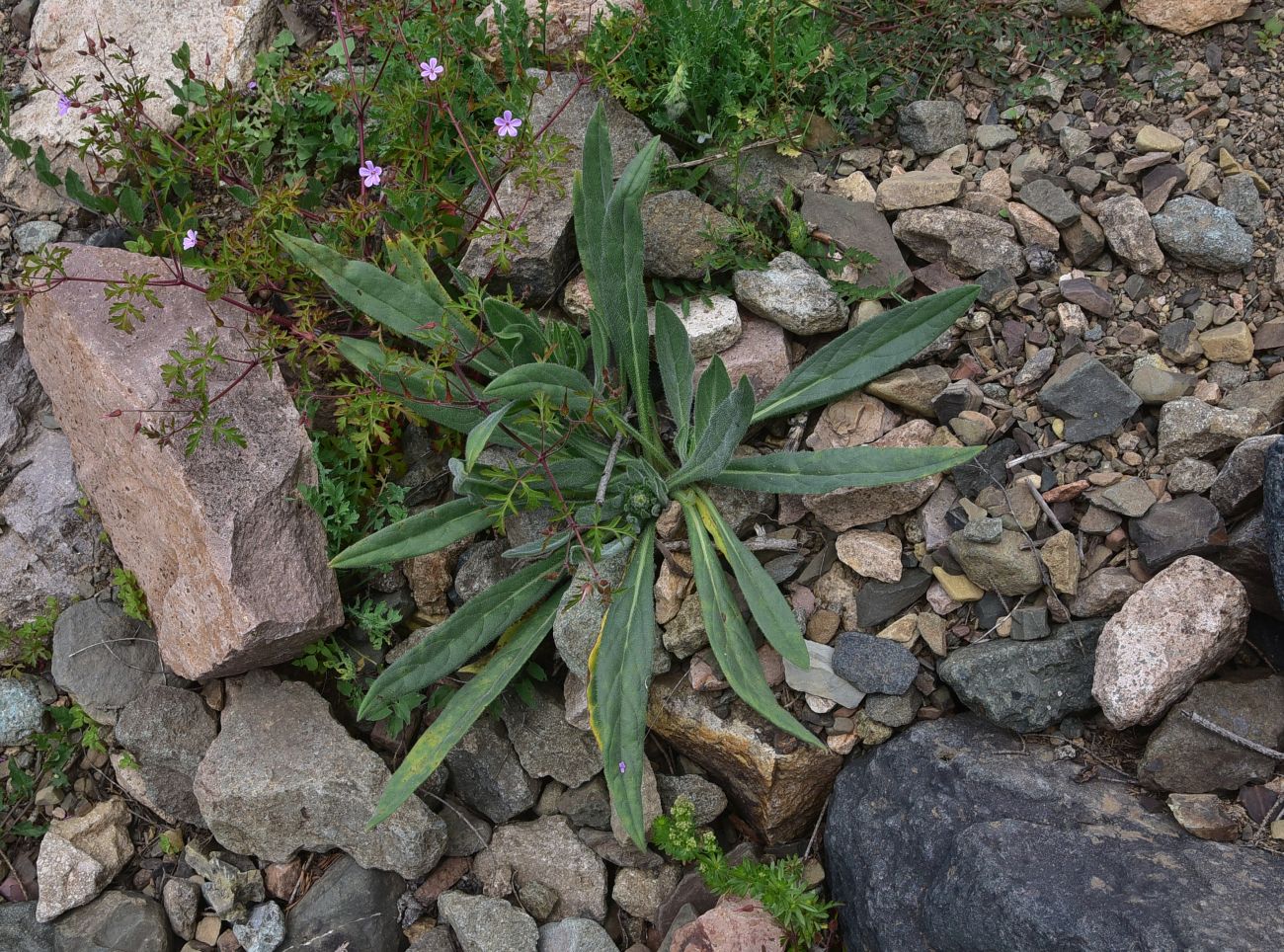 Image of Unknown species specimen.