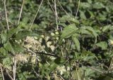 Clematis vitalba. Часть побега. Испания, Каталония, пров. Жирона, комарка Баш Эмпорда, муниципалитет Тороэлья-де-Монгри, зарастающая кустарником и всокотравьем обочина полевой дороги. 11.09.2026.
