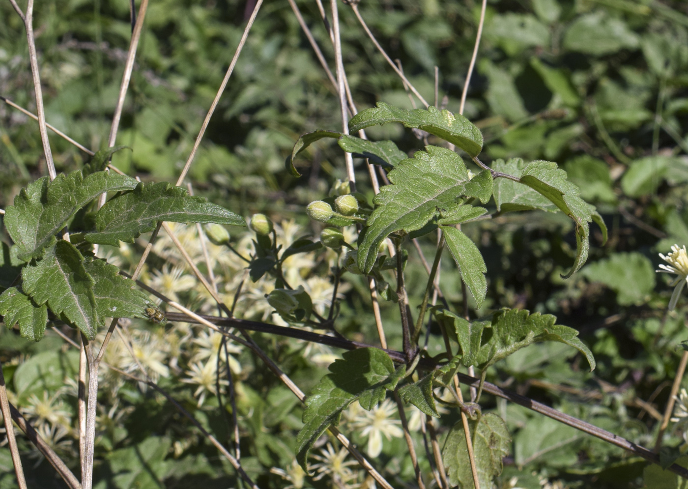 Изображение особи Clematis vitalba.