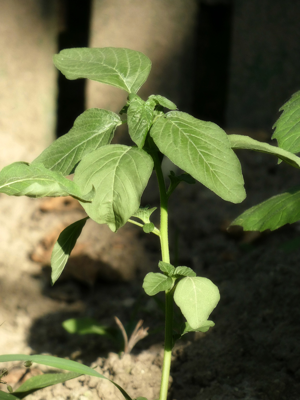Image of Amaranthus retroflexus specimen.