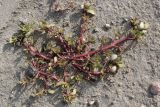 Portulaca oleracea