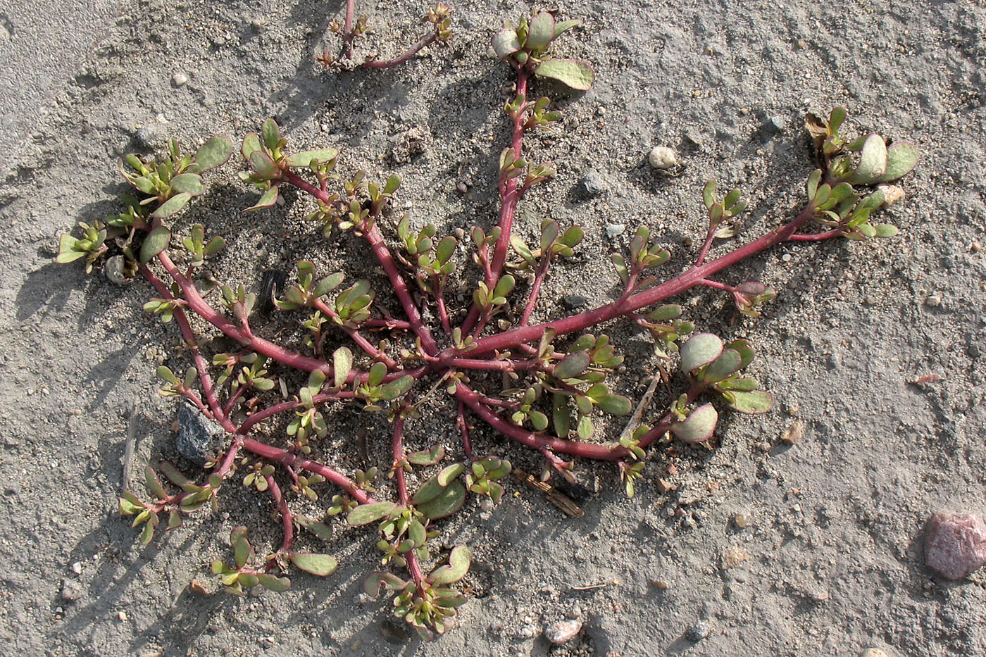 Image of Portulaca oleracea specimen.
