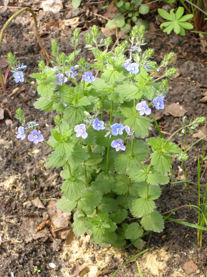 Image of Veronica chamaedrys specimen.